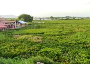 “Tapete” verde no “Velho Chico”: Baronesas cobrem prainha do bairro Centenário em Paulo Afonso