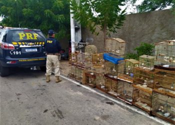 Em Paulo Afonso (BA), PRF resgata 25 aves silvestres criadas em cativeiro