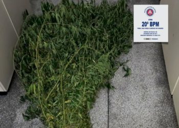 Polícia encontra plantação de maconha em quintal de residência no BTN