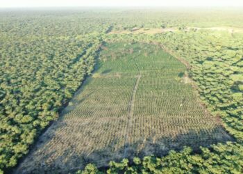 Cerca de 200 mil pés de maconha são destruídos durante operação da PM no norte da Bahia