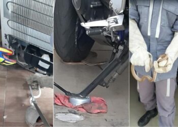 Bombeiros capturam duas cobras em menos de 1h em diferentes casas em Paulo Afonso; VÍDEOS