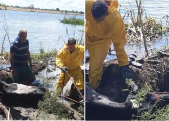 Bombeiros resgatam vaca atolada em região de brejo em Paulo Afonso