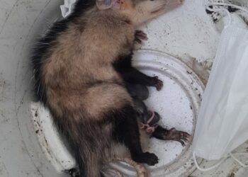 Bombeiros resgatam gambá com filhotes próximo à UPA de Paulo Afonso