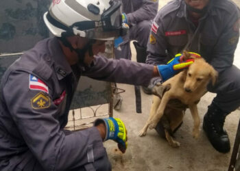 Cachorro ganha novo lar após seguir mulher e ficar preso em grade de casa em Paulo Afonso: ‘Amor à primeira vista’