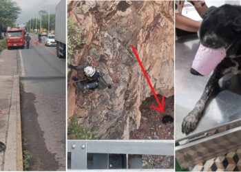 Bombeiros de Paulo Afonso salvam cachorro cego e debilitado debaixo da ponte metálica