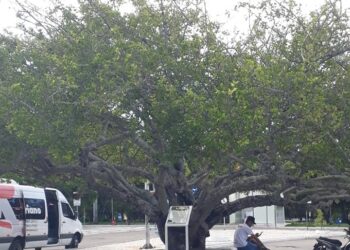 Prefeitura realiza o tombamento do Umbuzeiro do Coreto, plantado em Paulo Afonso na década de 40