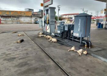 MP-BA promove audiência pública para debater defesa animal e castração gratuita em Paulo Afonso