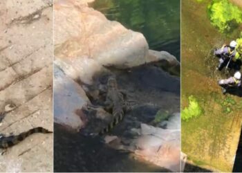 Corpo de Bombeiros tenta capturar jacaré em comporta da usina da Chesf