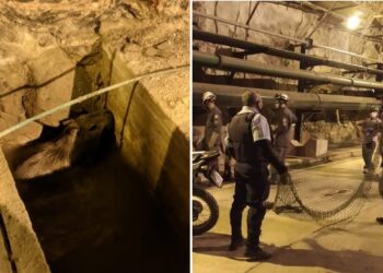 Capivara é resgatada após cair em buraco na área de uma usina da Chesf em Paulo Afonso; veja fotos e vídeo