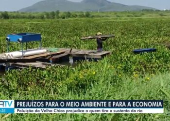 São Francisco perdeu 50% da superfície de água nas últimas três décadas, aponta pesquisa