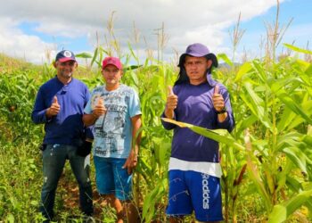 Com o apoio da Prefeitura, Embrapa e Chesf, cerca de 20 produtores da Caiçara colheram em média 60 mil espigas de milho