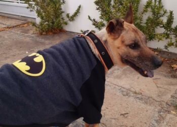 Otta, uma nova vida (Francisco Nery Júnior)