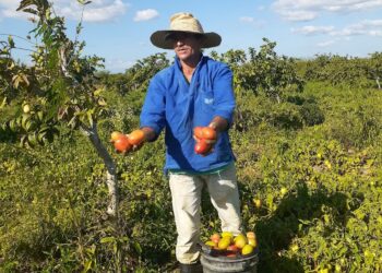 Projeto Lago do São Francisco promove mais uma colheita de tomate em povoado de Paulo Afonso