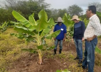 Em mais uma etapa, projeto Lagos do São Francisco contempla produtores com novas culturas no Tigre e Ludovico