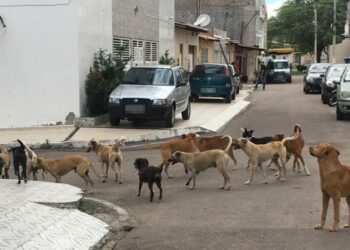 Ninguém aguenta mais (Gecildo Queiroz)