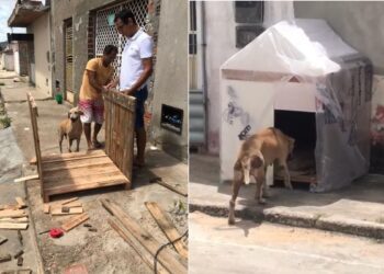 Grupo de voluntários fabrica casinhas de madeira para proteger cães de rua em Paulo Afonso (BA)