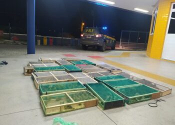 PRF resgata 848 aves silvestres na BR 110, em Jeremoabo (BA)