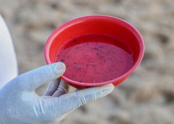 Sesab identifica nova cepa da dengue na Bahia; oito casos foram confirmados