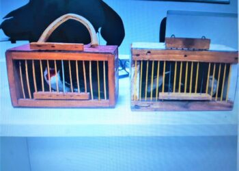 Pássaros são resgatados durante abordagem a moto na BR 110 em Paulo Afonso (BA)