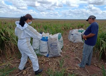 Uso de agrotóxico e armazenamento irregular são constatados em fazendas nos municípios de Santa Brígida e Jeremoabo