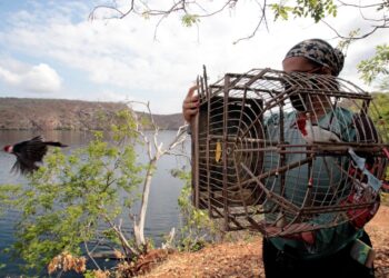 Dezenas de aves de várias espécies são devolvidas à natureza em ação de soltura em Paulo Afonso
