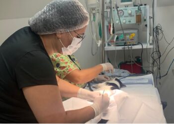 Prefeitura de Paulo Afonso retoma castração de cães e gatos