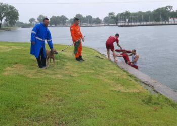 Bombeiros resgatam cão que caiu no lago do Parque Balneário; veja vídeo
