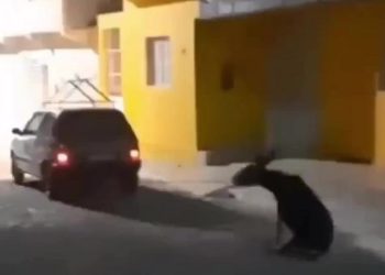 Moradora flagra motorista arrastando jegue com o carro na cidade de Pariconha, AL; vídeo