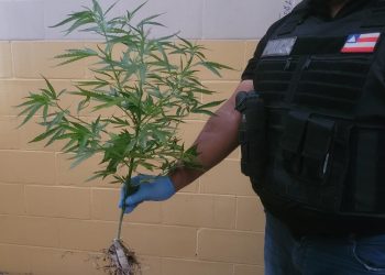 Pé de maconha, cocaína, crack e celulares são apreendidos no Conjunto Penal de Paulo Afonso