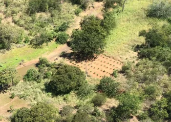 Plantação com cerca de 320 pés de maconha é destruída pela polícia no norte da Bahia