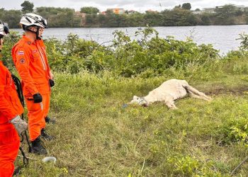 Bombeiros de Paulo Afonso resgatam cavalo amarrado em barranco às margens do lago da PA-IV