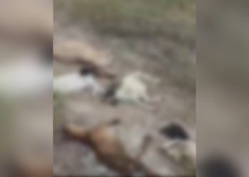 Cães matam caprinos em propriedades rurais de Paulo Afonso; produtor sofre prejuízo e faz apelo (VÍDEO)