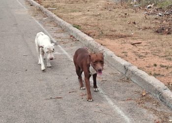 Estaria fora de controle a questão dos animais soltos em Paulo Afonso? A quem cabe a responsabilidade?