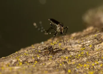 Quinto caso de morte por dengue hemorrágica é registrado na BA