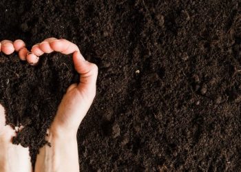 CRÔNICA – Gentileza gera gentileza (Francisco Nery Júnior)