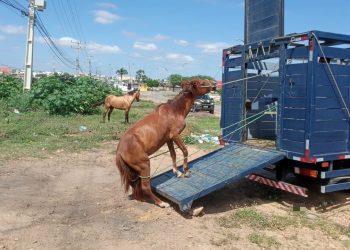 PRF em Paulo Afonso (BA) retira cavalos soltos às margens da BR-110; donos aparecem e serão intimados