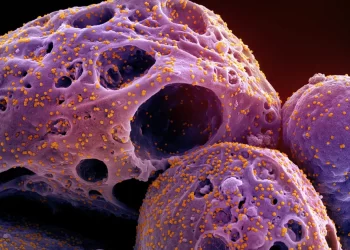 Covid-19: cientistas orientam volta do uso de máscaras devido a nova variante altamente mutante do coronavírus