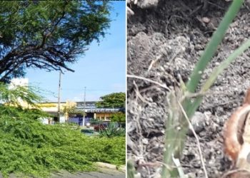 Uma árvore trucidada – Por Francisco Nery Júnior