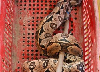 Jiboia é resgatada de situação de risco na BR 110 em Paulo Afonso