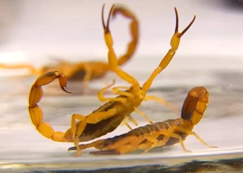 Bahia registra quase 11 mil casos de picadas de escorpião e 15 mortes em 2023