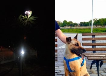 CRÔNICA – Otta, uma nova vida (2) – Francisco Nery Júnior