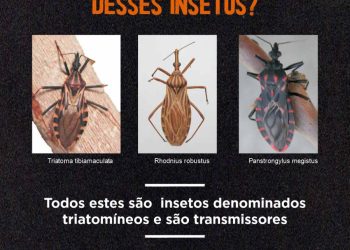 Zoonoses orienta para os cuidados com o Barbeiro, inseto transmissor da Doença de Chagas