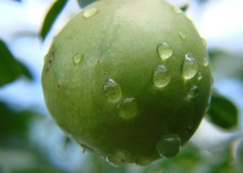 Com produção em alta, Bahia mantém liderança no cultivo de umbu
