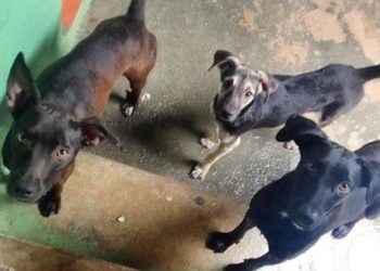 Justiça determina que município de Paulo Afonso adote medidas destinadas ao manejo populacional de cães e gatos em condomínio do BTN