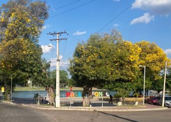 Ipês amarelos florescem e mudam paisagens nas praças, parques e ruas de Paulo Afonso