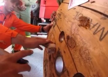 Paulo Afonso: filhote de gato prende cabeça em peça de carretel de madeira e é salvo pelos bombeiros