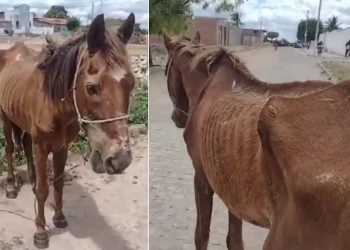 Crueldade: vídeo mostra cavalo desnutrido e ferido após ser abandonado pelo dono