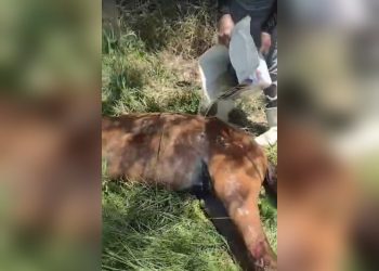 Voluntário da Ardap denuncia mais caso chocante de crueldade contra animais em Paulo Afonso (VÍDEOS)