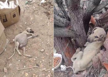 “A maldade humana ainda consegue nos surpreender”, diz ARDAP ao relatar mais um caso de maus-tratos contra animais em Paulo Afonso