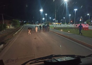 PRF realiza operação de recolhimento de animais nas rodovias federais da região de Paulo Afonso (BA)